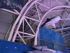 -烟台海昌鲸鲨海洋公园