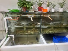 -七星龙虾城·海鲜·大闸蟹(吴江店)