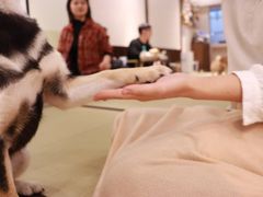 -逗柴咖啡屋·狗咖猫咖宠物桌游