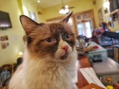 -猫色咖啡·猫咖