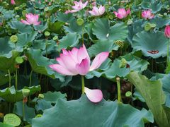 -莲花池公园