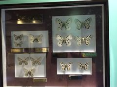 -上海昆虫博物馆