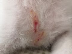 -芭比堂动物医院·犬猫全科·异宠专科(雁塔分院)