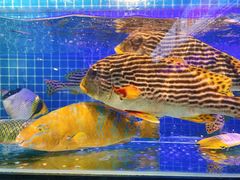 -驻海渔市(置信店)