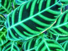 -龙大花卉苗木市场