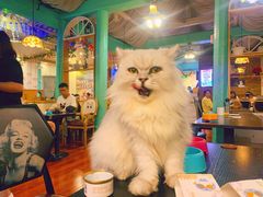 -猫小院猫主题咖啡厅(北锣店)