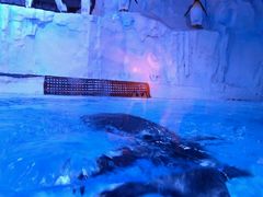 -芜湖新华联大白鲸海洋公园