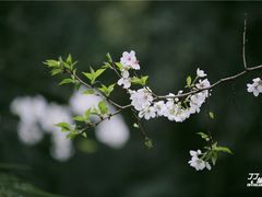 -武汉大学-樱园