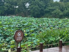 -桃花岛景观公园