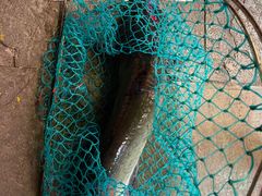 -古城苗家土菜馆(河景餐厅店)