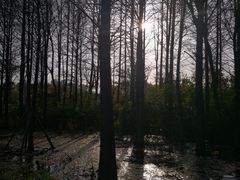 -昆山城市生态森林公园