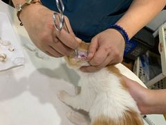 -瑞派动物医院·绝育·犬猫全科·预防医学(光景江南中店)