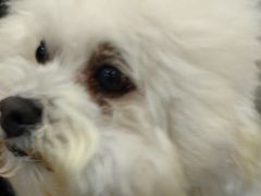 -安安宠医宠物医院·异宠·犬猫内科(岳阳分院)