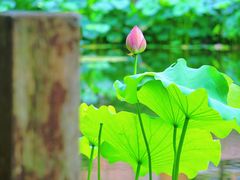 -陈家山荷花公园