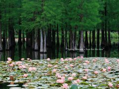 -白鹭湾湿地公园