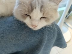 -怪兽屋·羊驼·猫咖·狗咖(俊华广场店)
