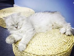 喵的天空-喵的天空名猫咖啡馆·撸猫·猫舍·用品