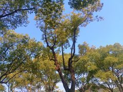 -新江湾城公园