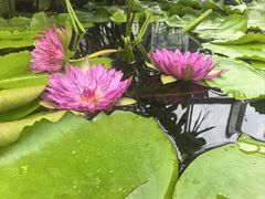 -国家植物园南园