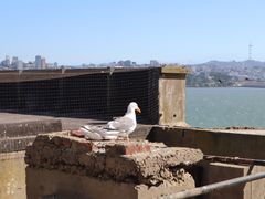 -阿尔卡特拉斯岛