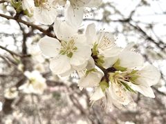 -桃花堤公园