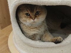 -有喵·猫咖·狗咖·30几只猫10只小狗(岗厦店)