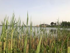 -滨湖塘西河公园