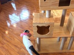 -喵园·猫主题咖啡厅·撸猫·猫咖(国贸店)