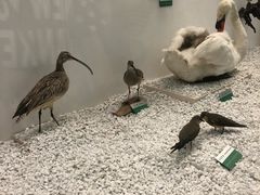 -盐城丹顶鹤湿地生态旅游区