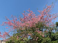 -风云岭森林公园