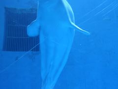 -芜湖新华联大白鲸海洋公园