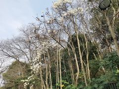 -杭州植物园