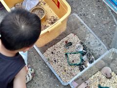 -中环花鸟鱼虫市场