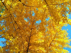 -长白岛森林公园