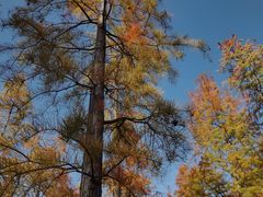 -泗洪洪泽湖湿地景区