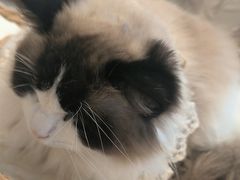 -怪兽屋·羊驼·猫咖·狗咖(俊华广场店)