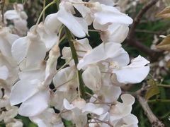 -嘉定紫藤园