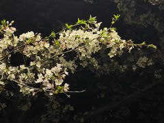 -西北湖绿化广场