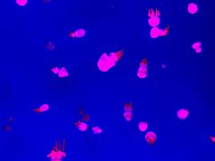 -波塞冬旅游度假区