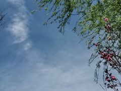 -南汇桃花村