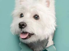 -萌宠之家·腊肠犬·马尔泰·小体犬舍