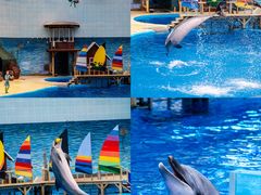 -海合安天津极地海洋公园