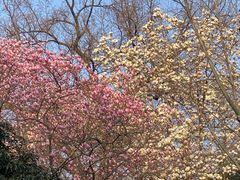 -家烧面馆【南山路知名经典面食】