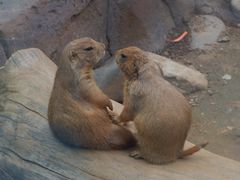 -大连森林动物园