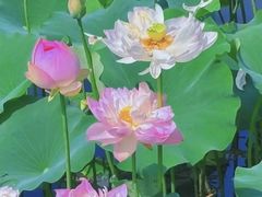 -滕州微山湖红荷湿地景区