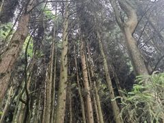 -武陵山森林公园