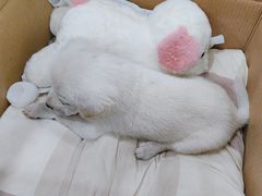 -贝康宠物医院·犬猫全科·小动物特色诊疗中心(东环路店)