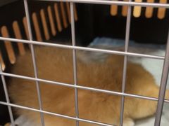 -联合动物医院(光谷诊疗中心)