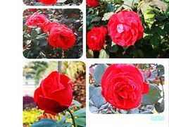 -文华公园(禅城区)