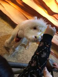 -酷嗒动物文化乐园(cutezoo西溪乐天城店)